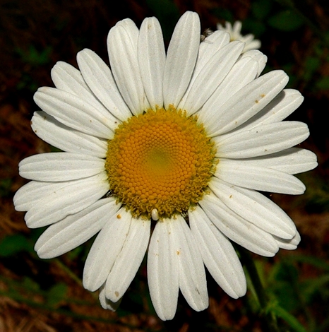 {Leucanthemum vulgare}